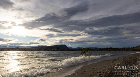 Lonely Tree-Wanaka-New Zealand