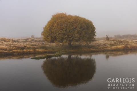 Loch Cameron - Island in the mist. Near Twizel.