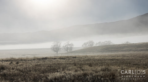 Freezing fog at the base of Morven