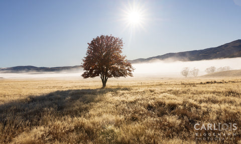 Alone tree on meadow at sunset with sun and mist panorama
