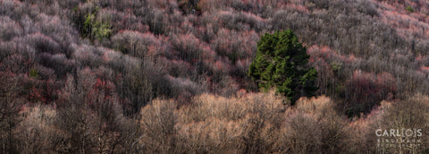 Autumn Trees Arrowtown New Zealand
