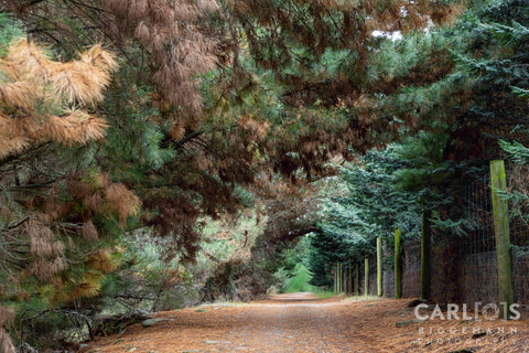 Waitākiri/Bottle Lake Forest Park in Christchurch New Zealand.
