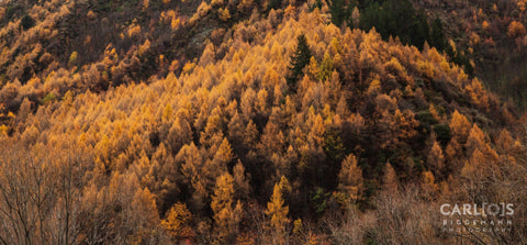 Autumn Rustic Colors In Arrowtown New Zealand