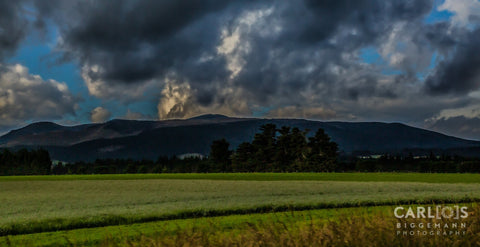 Mass of Grass, South Island's New Zealand