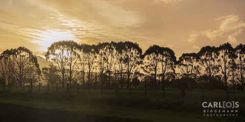Silhouette trees in Central Otago