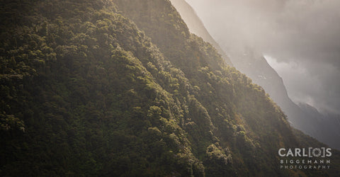 Soft Light, hitting the small trees in Milford Sound
