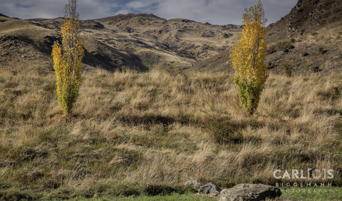 Two Lonely Trees In Central Otago